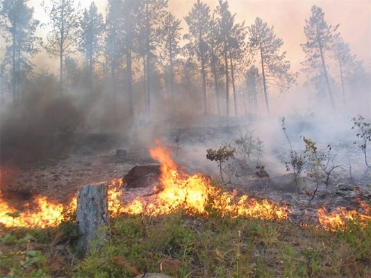 По-малко пожари в горите на Северозапада от началото на 2023 г.