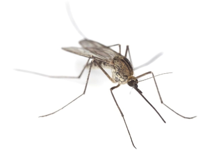 Пръскат срещу комари в Монтана