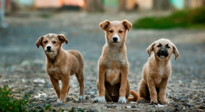 Община Мездра набира преброители на безстопанствените кучета
