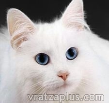 Котка оцеля в пералня