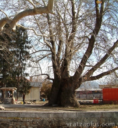 Европейско дърво на годината