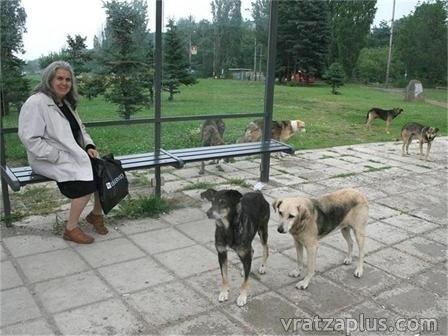 Враца влага над 300 хил.лв. за кучешки приют