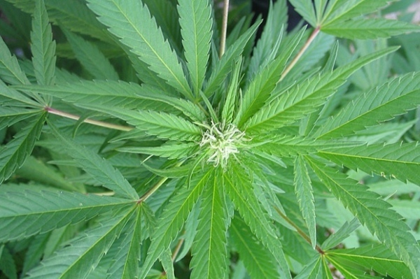 Откриха амфетамин и канабис в ж.к. „Дъбника”