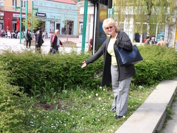 Откраднаха магнолията пред Съдебната палата
