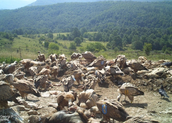 Организират наблюдение на лешояди