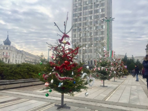 Алея на елхите подредиха в центъра на Видин 
