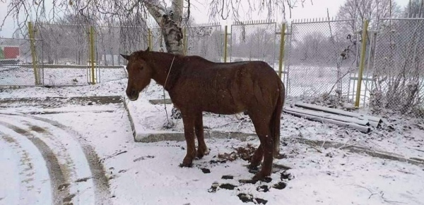 Конфискуваха кон във Враца