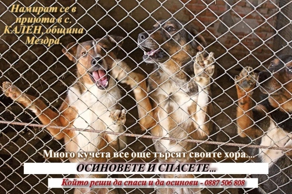 Осиновиха кучета от приюта в село Кален