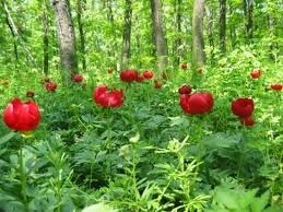 РИОСВ-Враца разпредели квотите от лечебни растения 