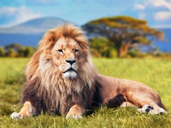 10 август е Световен ден на лъва 