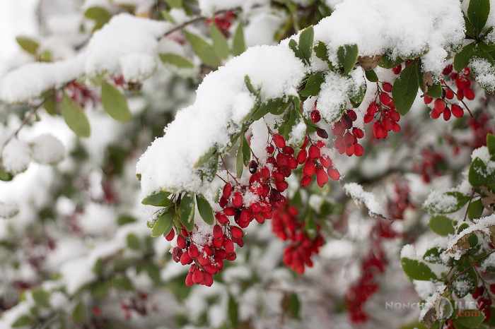 Времето през декември: Студ и снежна покривка
