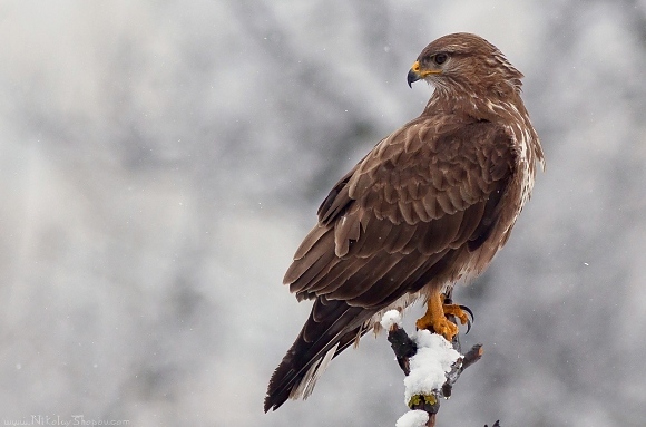Експерти от РИОСВ-Враца спасиха птица от защитен вид 