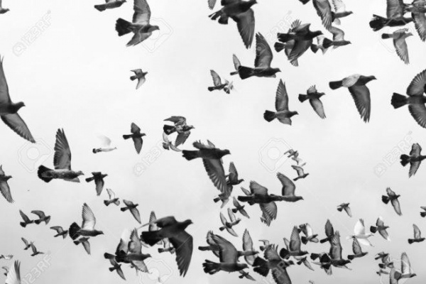 Тревожни гълъби летят над Враца