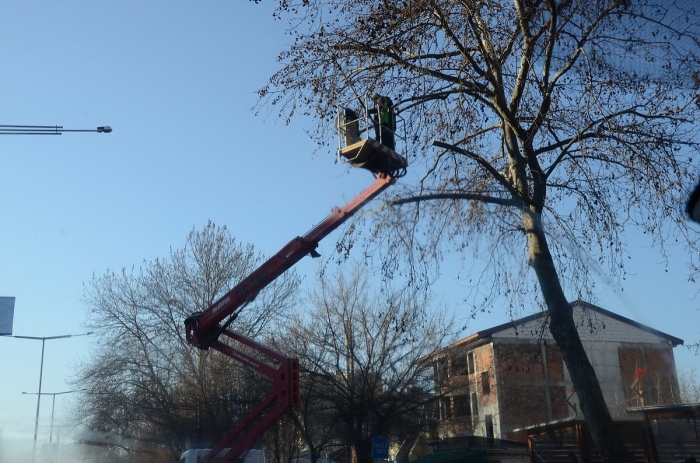 Отрязани са опасни клони на дървета по бул. „Панония“
