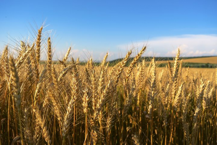 Пшеницата продължава да поскъпва