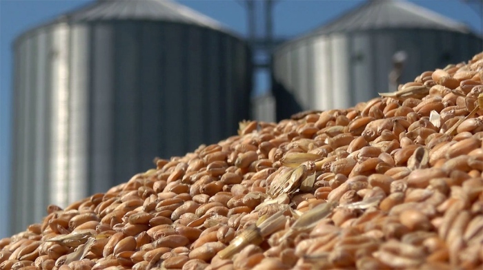 НАП разкри над 300 000 тона зърно с неизяснен произход в силоз край Бургас