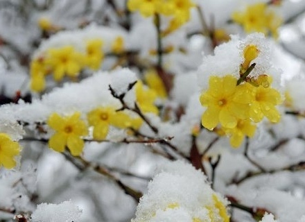 Сняг покри априлските цветове на много места в страната