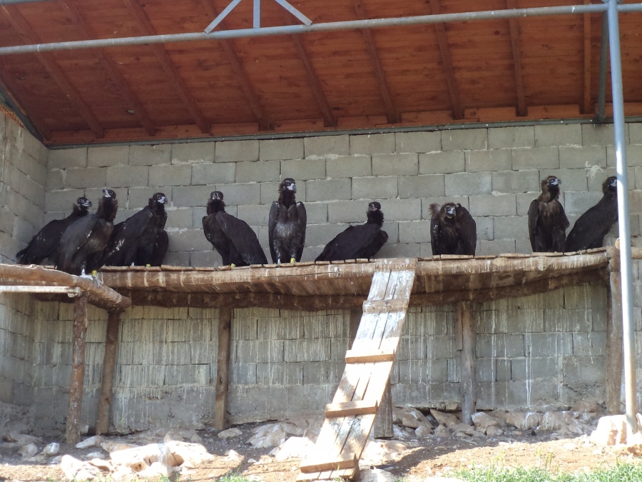 Още 10 черни лешояди в Природен Парк \
