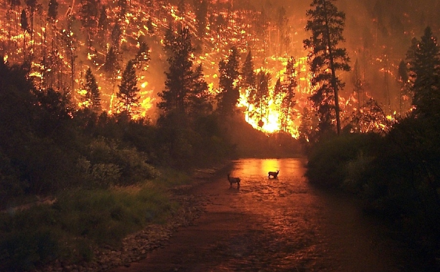 Опасност от горски и полски пожари