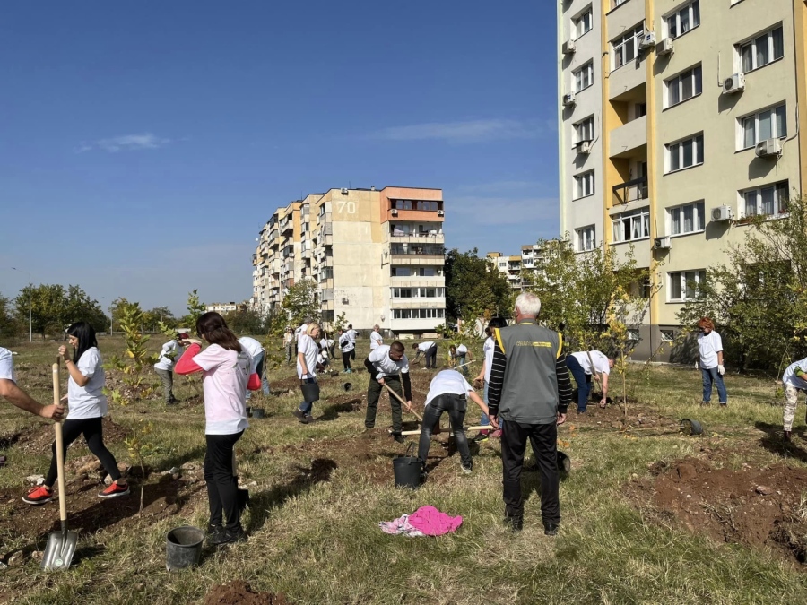 Засадиха сто млади дръвчета в района на ж.к. “Сениче”. 