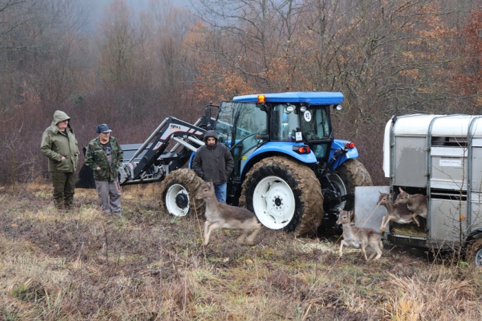 Настаниха 30 елени-лопатари в защитена зона „Врачански балкан“ 