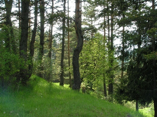 Държавно горско стопанство - Берковица защити нов сертификат по FSC –SA-FM/COC 