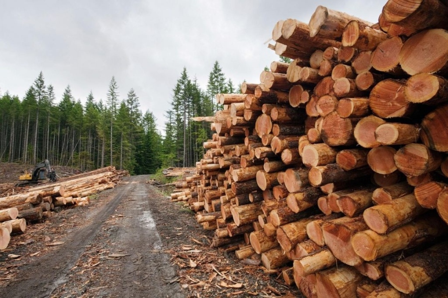 Над 400 обекта за добив на дървесина са проверени през февруари на  територията на СЗДП