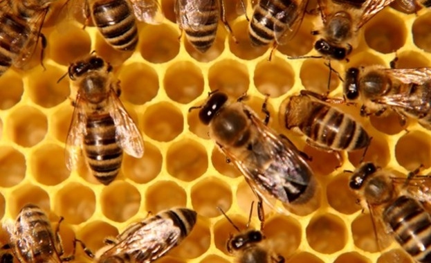 Американски еколог: Пчелите са разумни