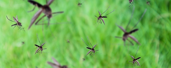 Рязка популация на комари тази година във Видин