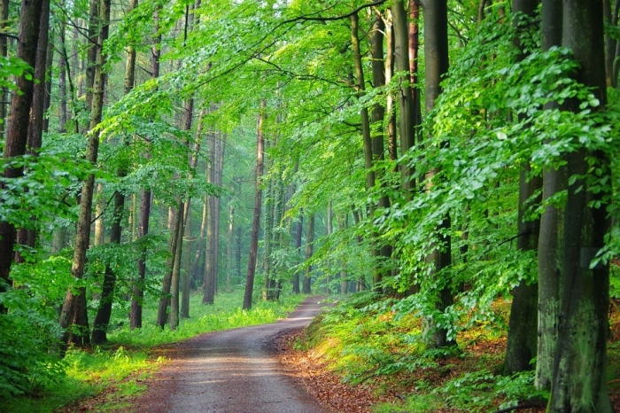 Здравословното състояние на горските екосистеми 