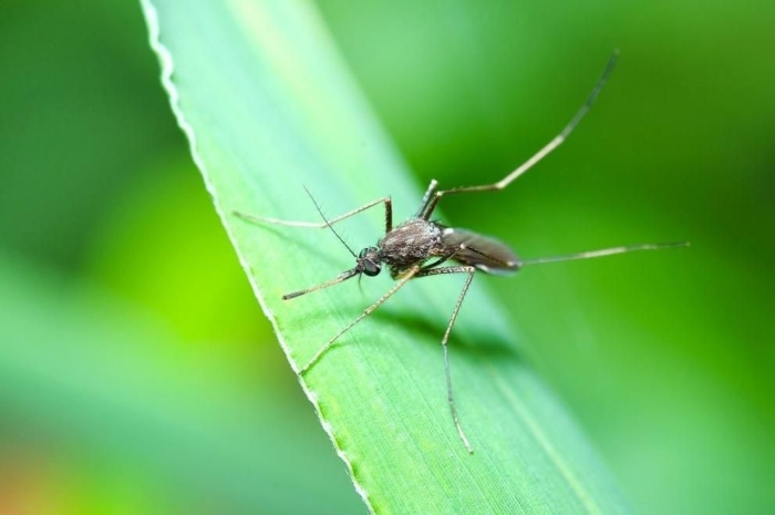 Община Монтана за трети път пръска срещу комари