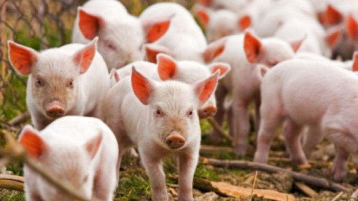Африканска чума по свинете в село Долни Цибър, област Монтана