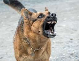 Съсед „наказа” стопанка на зло куче в Оряхово