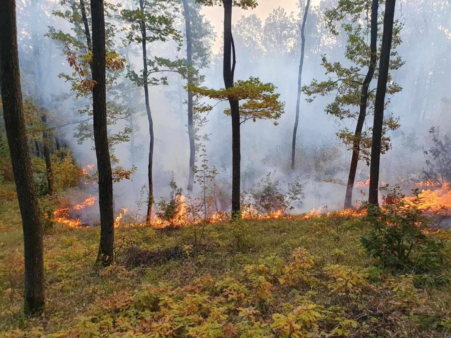 52 горски пожара през 2023 г. в СЗДП