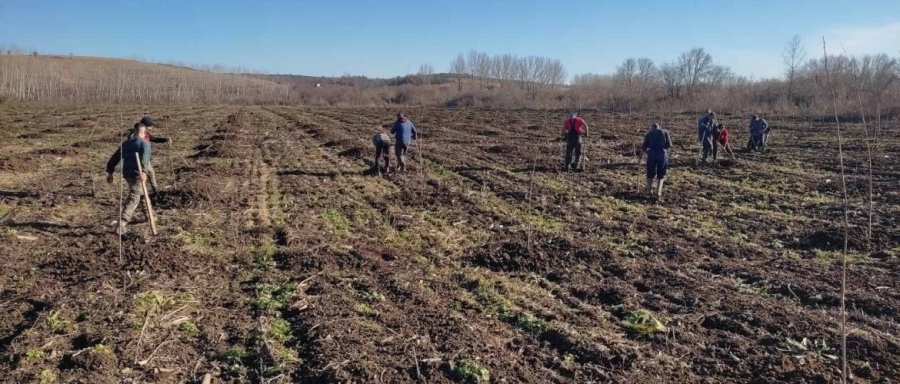 Държавно горско стопанство засади с 3400 броя фиданки край село Девене