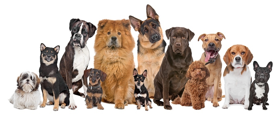 Крайният срок за плащане на годишната такса за притежаване на куче е 31 март