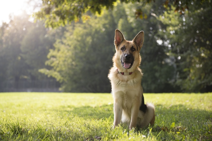 Наближава крайният срок за плащане на годишната такса за притежаване на куче 