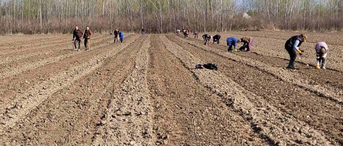 В Международния ден на горите: ДГС Оряхово вкорениха 25 хил.тополови  резници