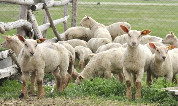 Откраднаха 12 овце и 10 агнета от кошара край Лютиброд