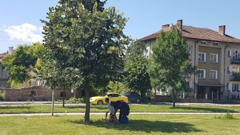 Забранено е увреждането на дървета при брането на липов цвят 