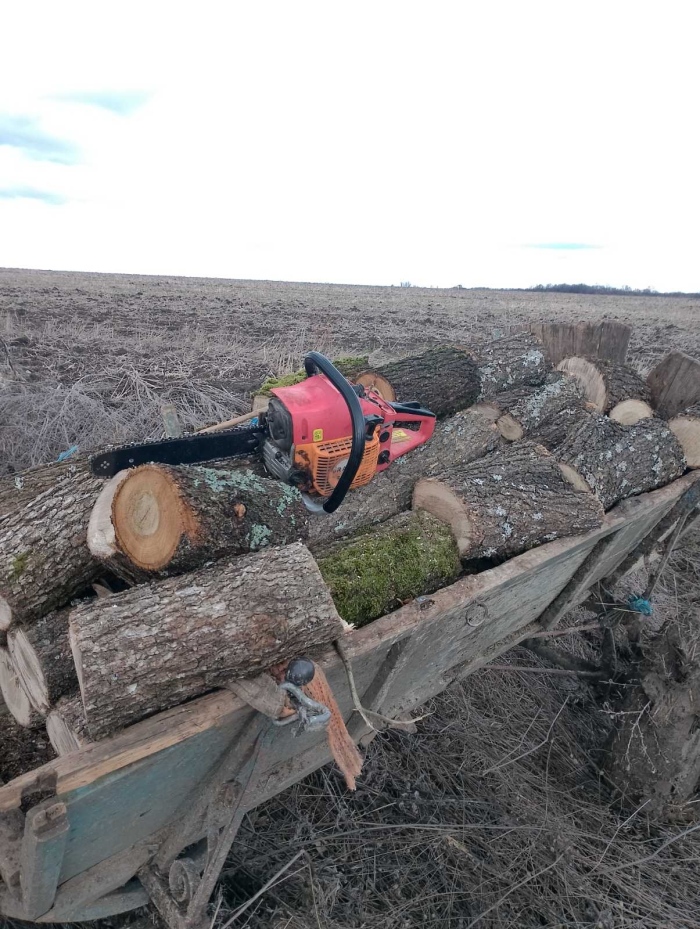 Над 650 проверени обекти за добив на дървесина от горските служители 