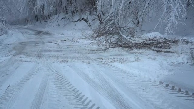 Силен вятър събори дървета на прохода „Петрохан”