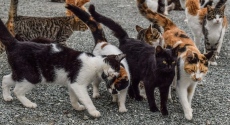 Раздават ваучери за кастрация на дворни и улични котки