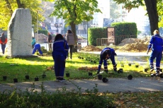 Община Видин започна засаждане на дървета и храсти