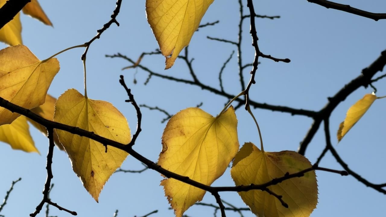 Ветрове в понеделник, облаци и дъжд в средата на седмицата