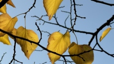 Ветрове в понеделник, облаци и дъжд в средата на седмицата