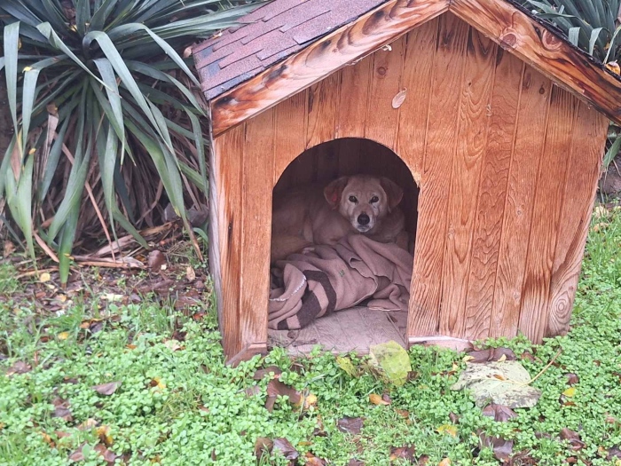 Община Видин поставя къщички за безстопанствени кучета