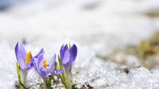 Зимата временно отстъпва