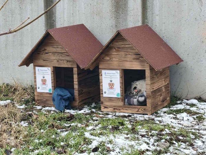 12 къщички за безстопанствени кучета са поставени във Видин 