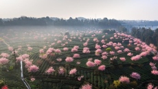 В Китай цъфнаха  ранните вишни